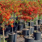 Hlohyňa šarlátová (Pyracantha) ´VENTOUX RED´ - výška 70-90 cm, kont. C7L - NA KMIENKU